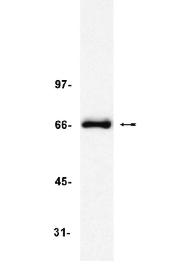 Anti-TRF2 Antibody, clone 4A794