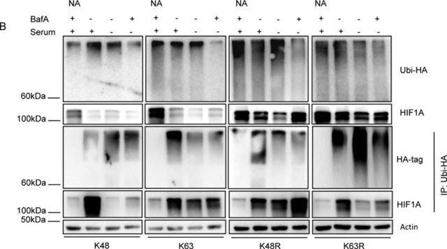 Anti-Ubiquitin Antibody, Lys63-Specific, clone Apu3, rabbit monoclonal