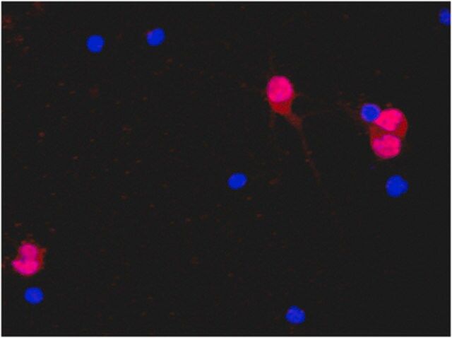 Anti-NeuN Antibody, clone A60, Alexa Fluor<sup>®</sup> 555 Conjugate