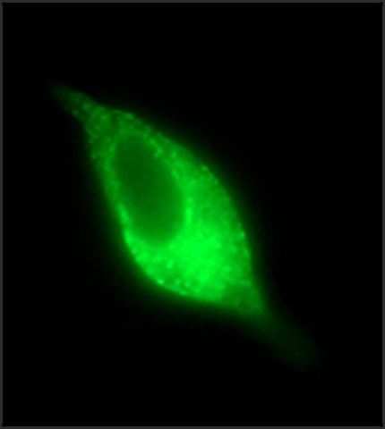 Anti-PSMA antibody, Mouse monoclonal