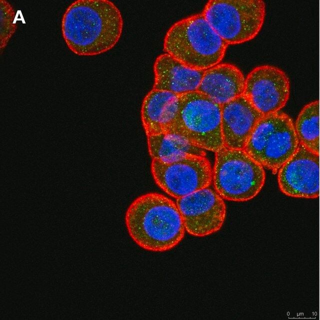Anti-ULBP-4/RAET1E Antibody, clone 6C10 ZooMAb<sup>®</sup> Rabbit Monoclonal
