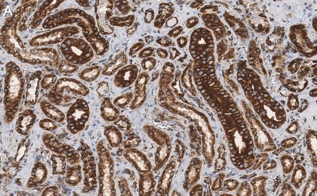 Anti-α-Tubulin Antibody, clone DM1A ZooMAb<sup>®</sup> Mouse Monoclonal