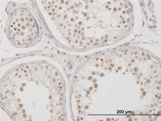 Monoclonal Anti-MSX2 antibody produced in mouse