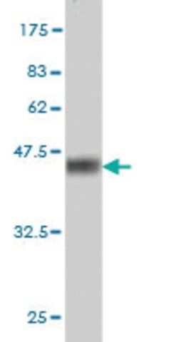 Monoclonal Anti-SNAPC4 antibody produced in mouse