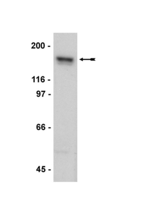 Anti-NR2A Antibody, clone A12W, rabbit monoclonal
