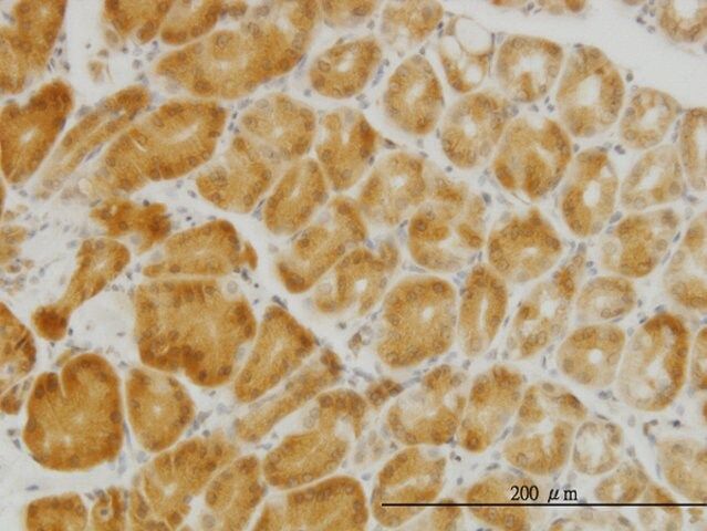 Monoclonal Anti-PGRMC2 antibody produced in mouse