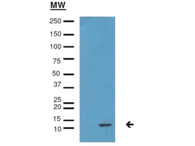 Anti-monomethyl Histone H4 (Lys20) Antibody