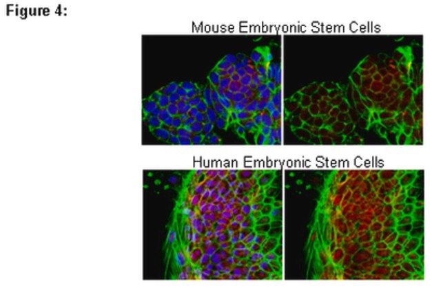 RIPAb+ PUM2 Antibody