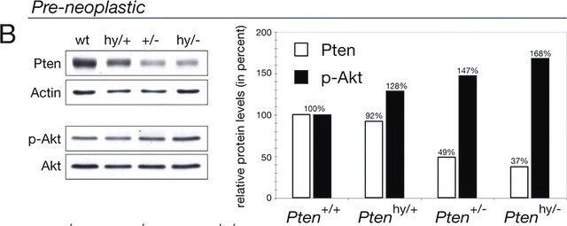 Monoclonal Anti-β-Actin antibody produced in mouse