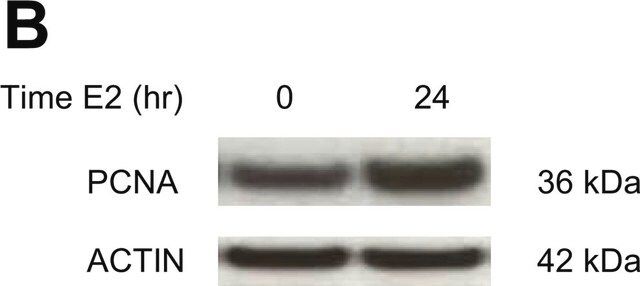 Monoclonal Anti-Actin antibody produced in mouse