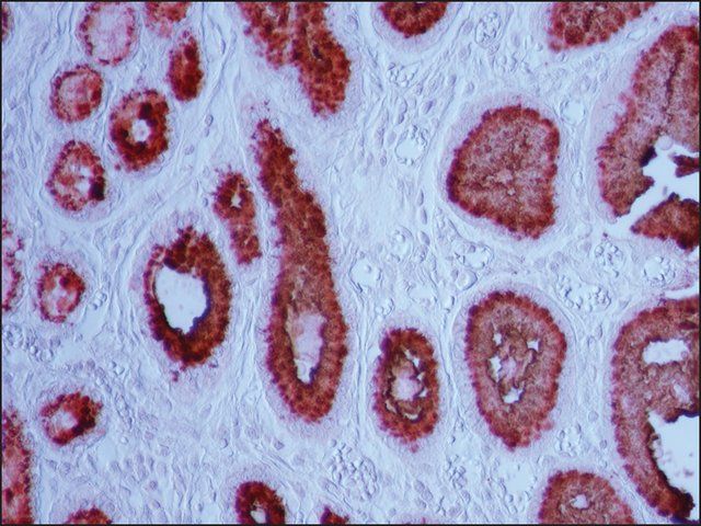 Monoclonal Anti-Mucin Gastric antibody produced in mouse