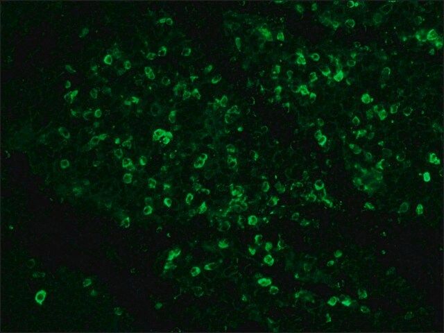 Monoclonal Anti-Rabbit Immunoglobulins–FITC antibody produced in mouse