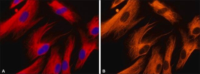 Monoclonal Anti-Vimentin-Cy3 antibody produced in mouse