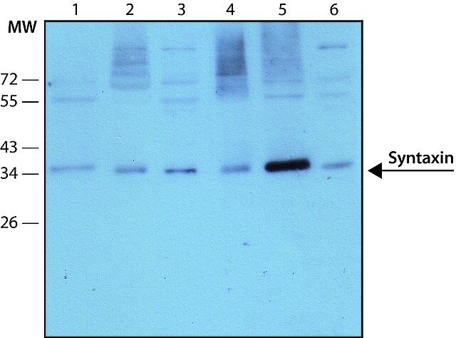 Monoclonal Anti-Syntaxin antibody produced in mouse