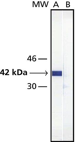 Monoclonal Anti-Maltose Binding Protein antibody produced in mouse