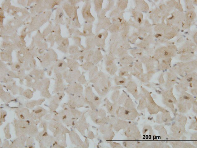 Monoclonal Anti-CYGB antibody produced in mouse