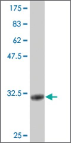 Monoclonal Anti-CGB2 antibody produced in mouse