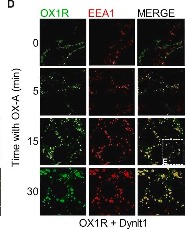 Anti-Green Fluorescent Protein Antibody