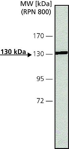 Anti-Calcium Sensing Receptor antibody, Mouse monoclonal antibody produced in mouse