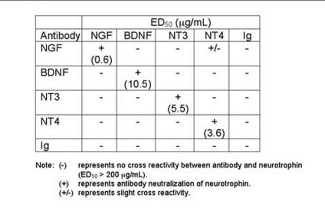 Anti-Brain Derived Neurotrophic Factor Antibody