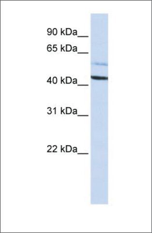 Anti-PSMD4 antibody produced in rabbit