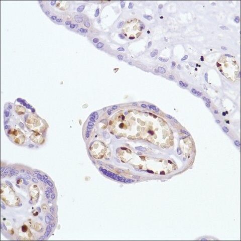 Anti-Haemoglobin Alpha Chain antibody, Rabbit monoclonal