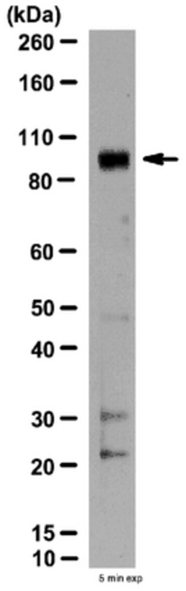 Anti-PDE4D3 Antibody