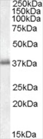 Anti-LAT1 antibody produced in goat