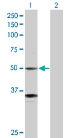 Anti-GATA2 antibody produced in rabbit