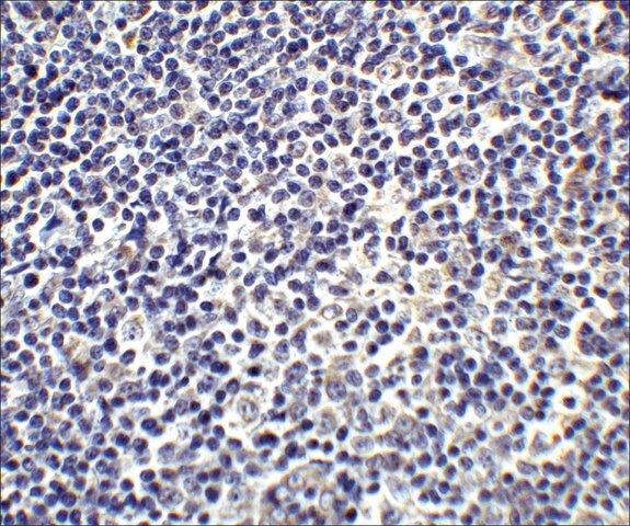 Anti-IL-17 (ab2) antibody produced in rabbit