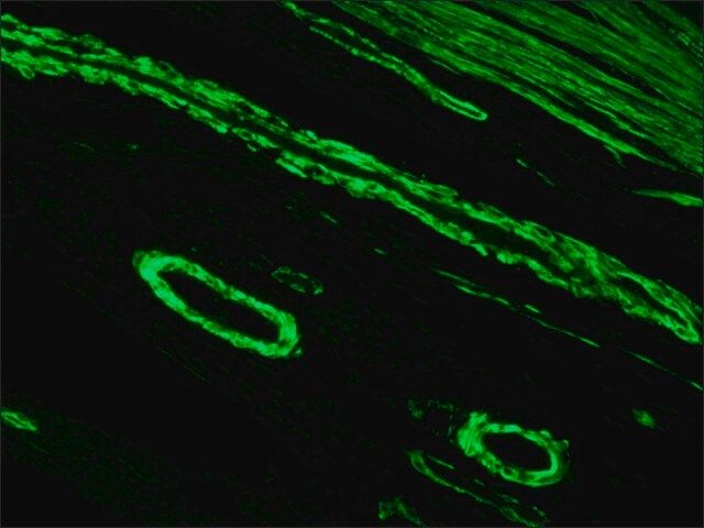 Anti-Mouse IgG (Fab specific)-FITC antibody produced in goat