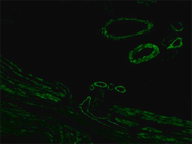 Anti-Mouse IgG (Fab specific)-FITC antibody produced in goat