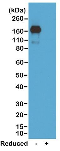 Anti-Mouse IgA antibody, Rabbit monoclonal