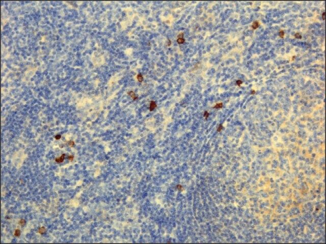 Anti-Human IgG4 antibody, Rabbit monoclonal