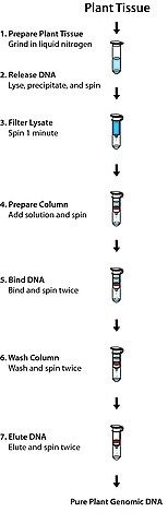 GenElute<sup>TM</sup> Plant Genomic DNA Miniprep Kit