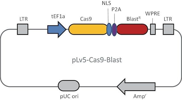 CAS9 Blasticidin Lenti Particles
