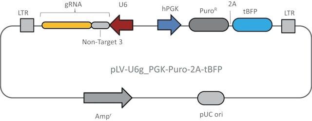 Lenti CRISPR Universal Non-Target Control#3 Transduction Particles (LV04 vector)