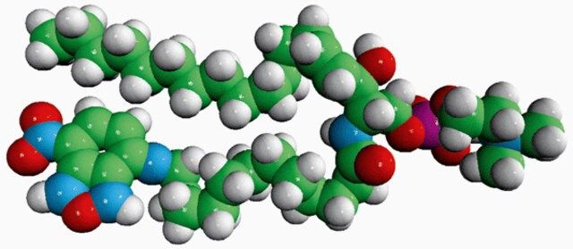 C12-NBD Sphingomyelin