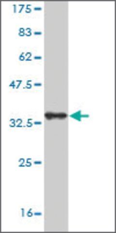 Monoclonal Anti-SORCS3 antibody produced in mouse