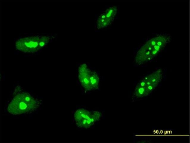 Monoclonal Anti-THAP1 antibody produced in mouse