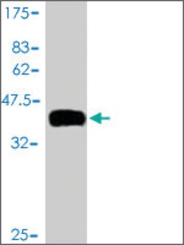 Monoclonal Anti-TCL1B antibody produced in mouse