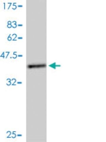 Monoclonal Anti-TRAPPC2 antibody produced in mouse