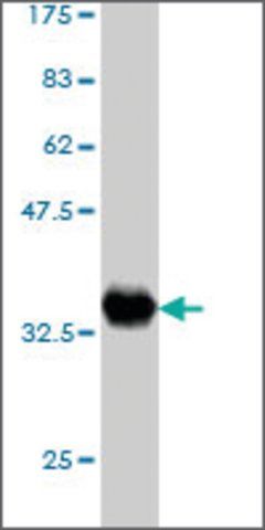 Monoclonal Anti-ZNF263 antibody produced in mouse