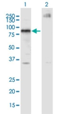 Monoclonal Anti-ZNFN1A4 antibody produced in mouse