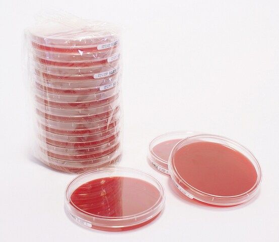 Columbia Blood Agar Settle plate