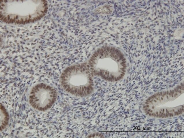 Monoclonal Anti-RNPC2 antibody produced in mouse