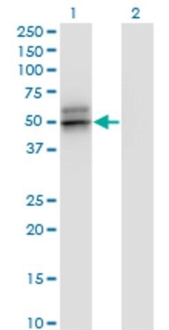 Monoclonal Anti-SERPINA12 antibody produced in mouse