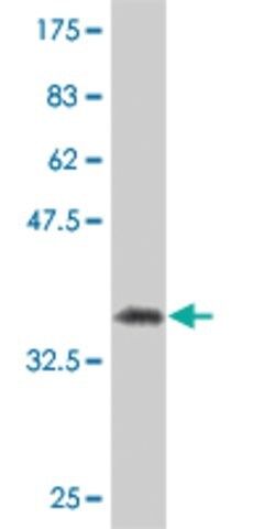 Monoclonal Anti-SFRS6 antibody produced in mouse