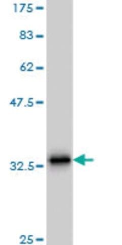 Monoclonal Anti-SCGB3A2 antibody produced in mouse