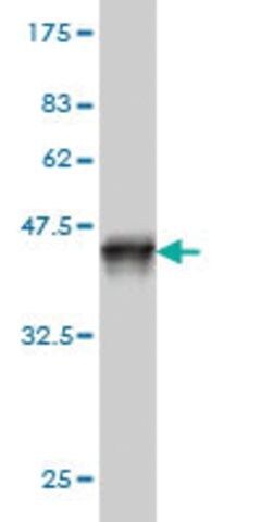 Monoclonal Anti-SNX12 antibody produced in mouse